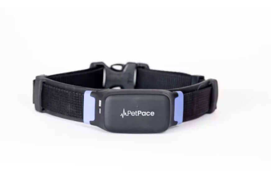 PetPace Dog Health Collar Shown on a dog sitting beside owner