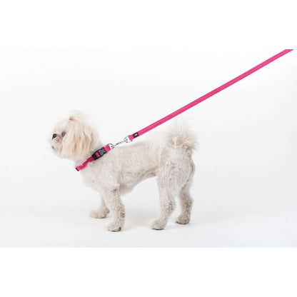 a white dog wearing a Comfort microfiber flat dog collar with soft padded lining and adjustable buckle for everyday wear