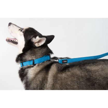 a huskie wearing a Comfort microfiber flat dog collar with soft padded lining and adjustable buckle for everyday wear