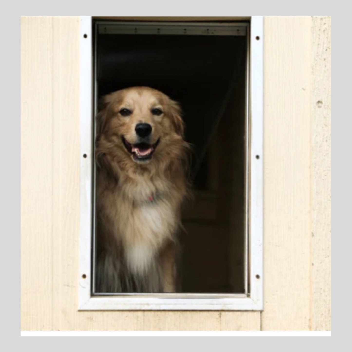 Dog Doors