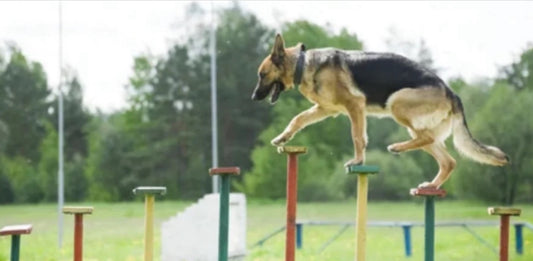 Agility