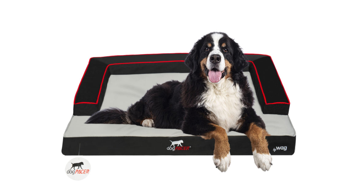 DogPACER Dog Bed