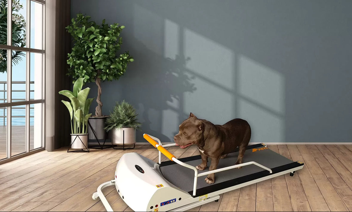 GoPet PetRun PR720F Small Medium Dogs Treadmill Up To 132 lbs