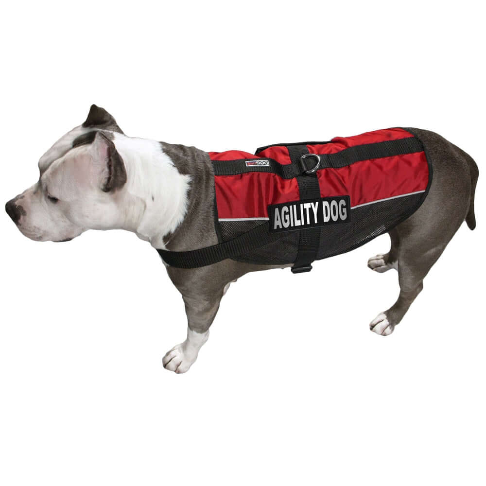 a dog wearing a Set of 2 removable reflective patches for dog collars or harnesses to enhance nighttime visibility and safety