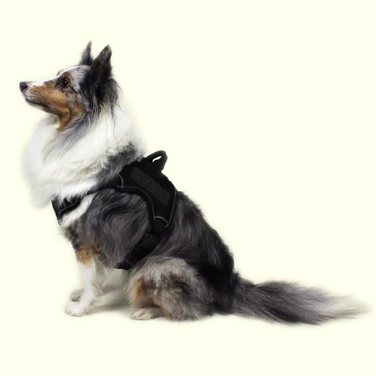 A dog wearing a Dogline Quest no-pull dog harness – multi-purpose, adjustable harness for training, walking, and control with front and back leash clips