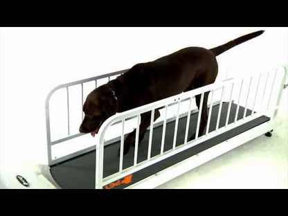 GoPet CG4012 Treadwheel For Small Dogs Or Cats Up to 25 Lbs