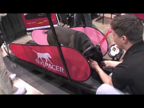 Video showing small and large dogs using  DogPacer LF 3.1 Folding Electric Dog Treadmill for small and large dogs for indoor use.  dog exercise equipment, best dog treadmill canine treadmill