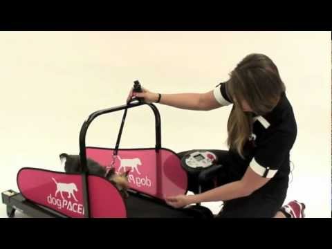 Video showing a small dog using DogPACER MiniPacer Treadmill Dog Treadmill for small dogs and indoor use.  dog exercise equipment, best dog treadmill canine treadmill motorized treadmill
