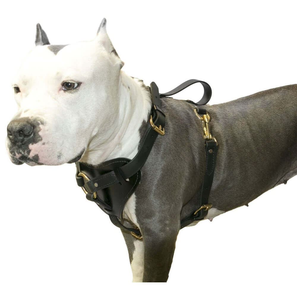 A white pitbull Biothane working dog harness by Viper Surge featuring strong brass hardware